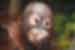 Baby orangutan in Borneo jungle
