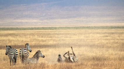 Tanzania Tours & Travel | Intrepid Travel US