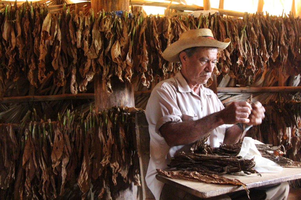 What A Tobacco Farmer Taught Me About Cuban Cigars Intrepid Travel