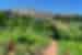 ZMPI - Bright day in the winery and vineyards of San Gimignano town, Tuscany Italy