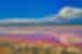 Colourful pink waters of Hutt Lagoon in Western Australia