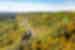 Passenger train creeps through the forested countryside of Ontario