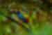 Collared Acari in the rainforest of Tapir Valley Nature Reserve in Costa Rica