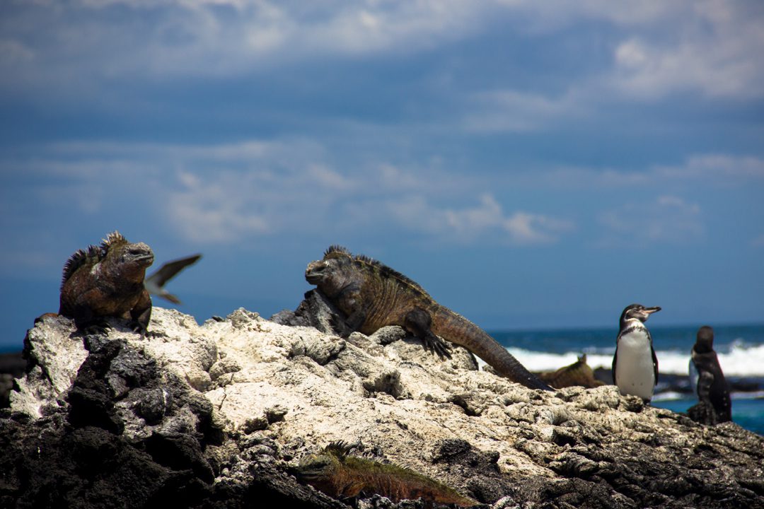 Iguanas and penguins in the Galapagos Islands 