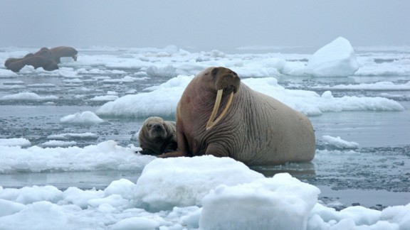 Life in the north: our top 6 Arctic wildlife experiences | The Good ...