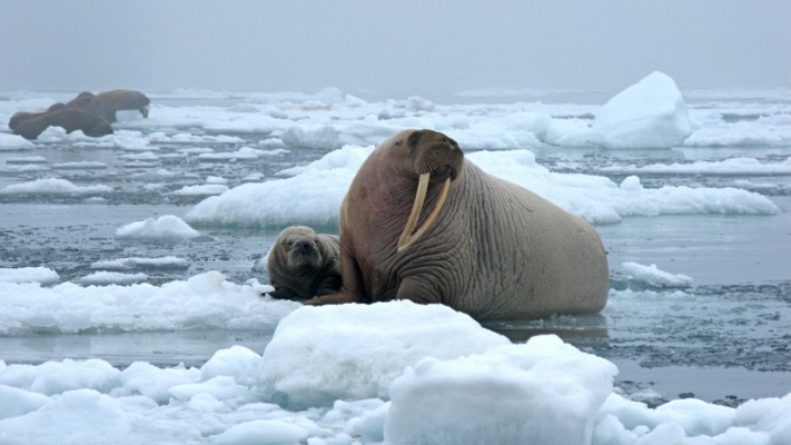 Life In The North: Our Top 6 Arctic Wildlife Experiences 