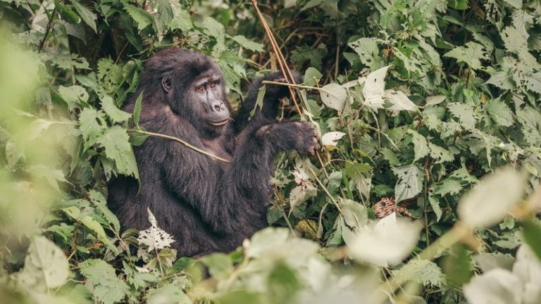 Trekking With Mountain Gorillas: Everything You Need To Know | Intrepid ...