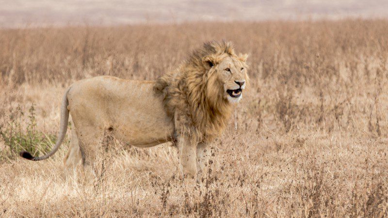A lion roaring in Serengeti National Park in Tanzania