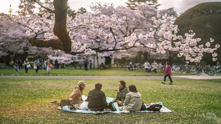 Where to go for the best cherry blossom viewing in Tokyo | The Good ...