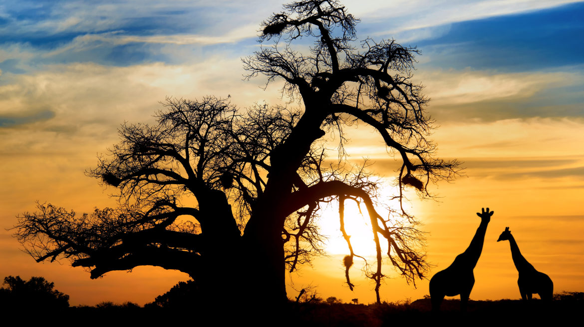 How to prepare and what to pack for your African Safari from