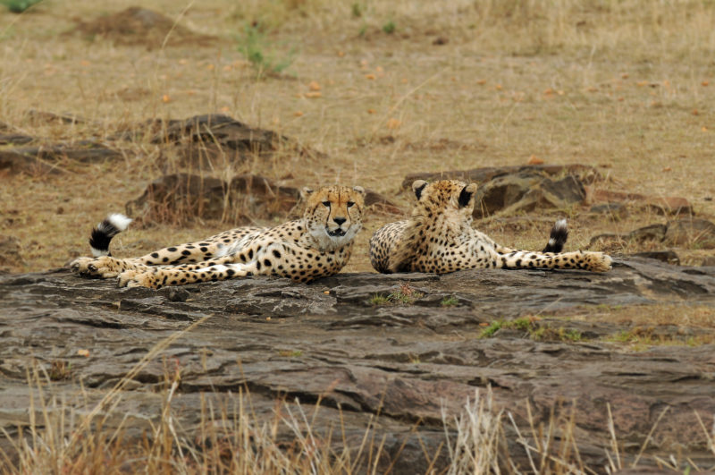 Maasai Mara cheetah Kenya safari