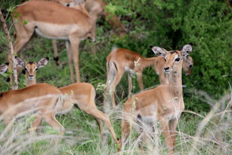 Impalas Kruger National Park South Africa