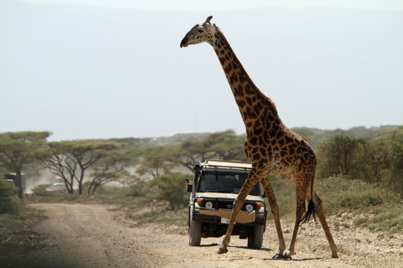 Giraffa Tanzania Serengeti 