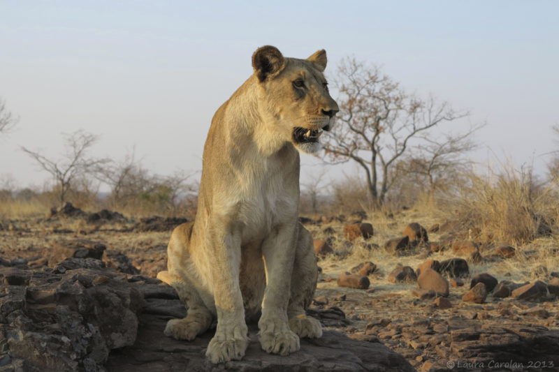 Lioness Zimbabwe safari