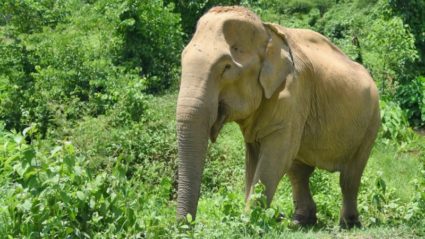 How You Can Engage In Ethical Elephant Tourism I Intrepid Travel Blog