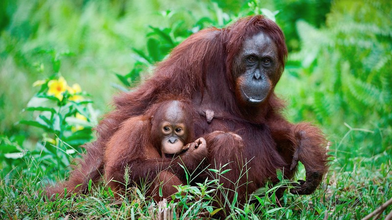 Turtles & orangutans: Wildlife conservation in Borneo I Intrepid Travel Blog