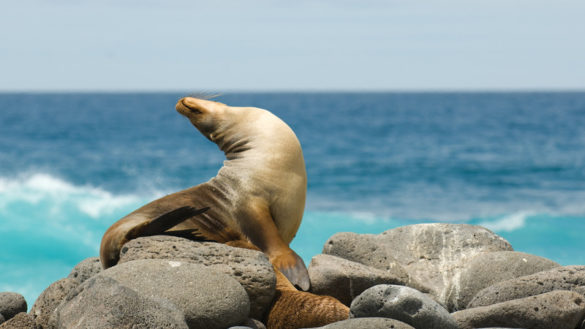 The Essential Galapagos Islands Packing Guide 