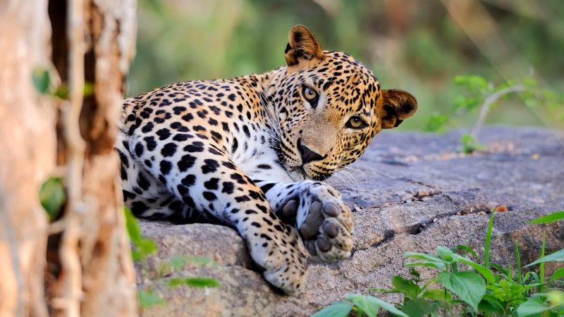 Where to spot leopards in Sri Lanka