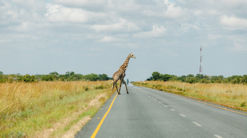 Safari in Botswana tour Nata giraffe