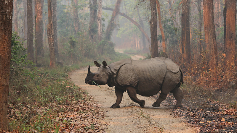 Nepal rhino Chitwan National Park