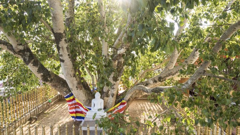 The famous Sri Maha Bodhi tree