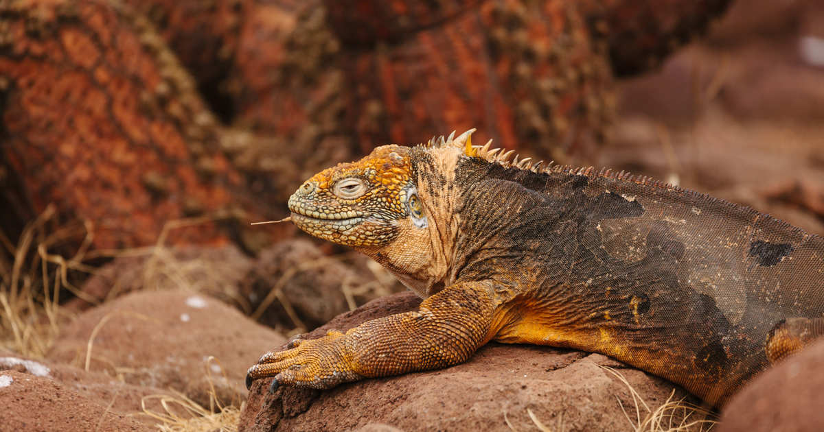 A Galapagos Tour in Photos: What it's Really Like | Intrepid Travel Blog