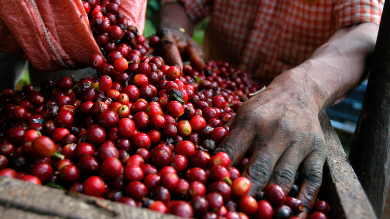 Coffee beans being harvested in Guatemala