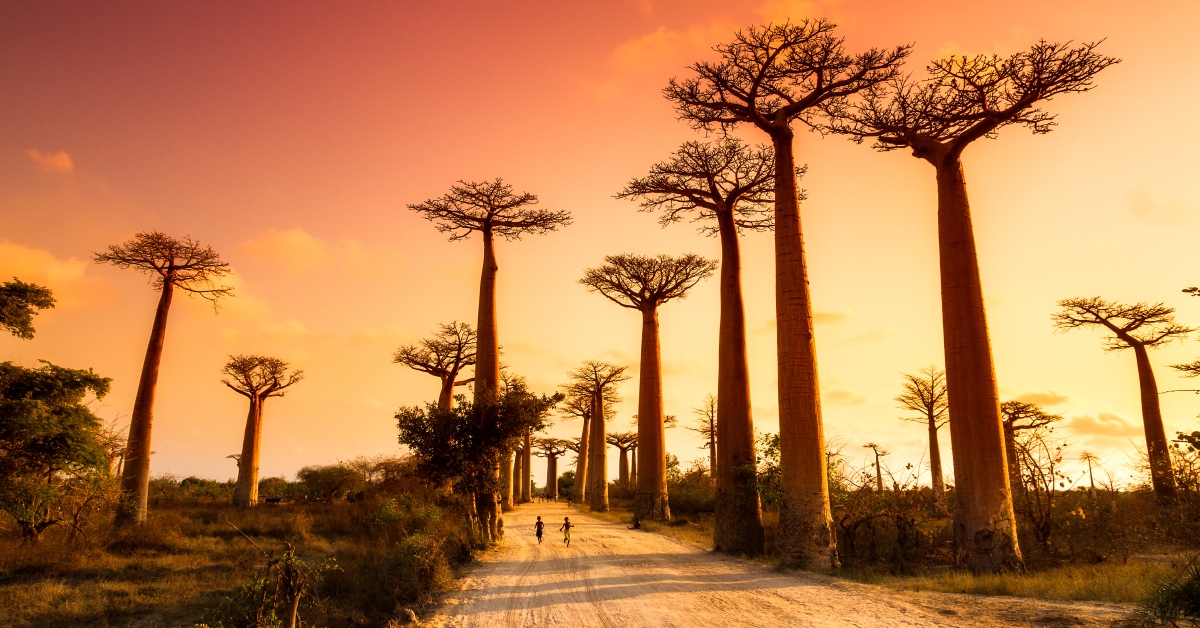 trips to madagascar from us