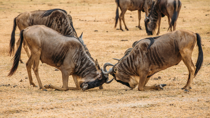 Wildebeest migration guide Tanzania