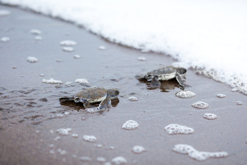 best beaches in costa rica baby sea turtles