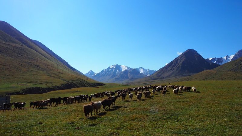 Livestock in Kochkor, Kyrgyzstan