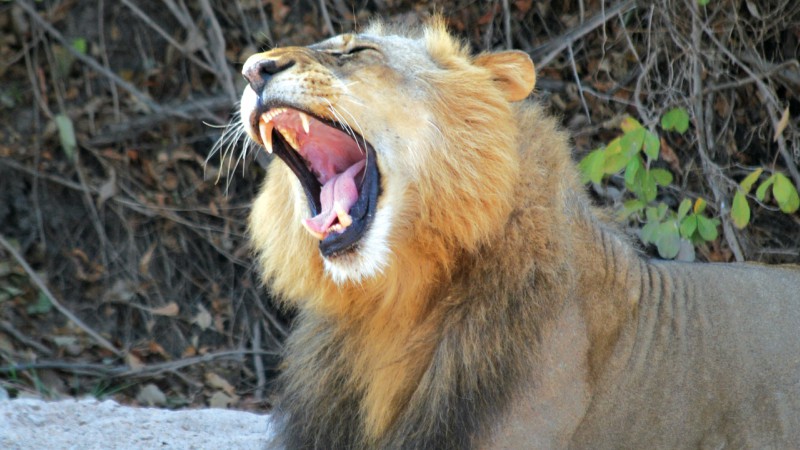 Yawning lion in South Luwangwa National Park, Zambia