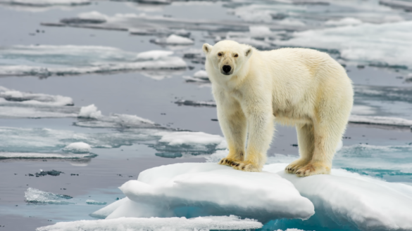 Arctic vs. Antarctic Cruises: Choosing Your Polar Trip | Intrepid ...