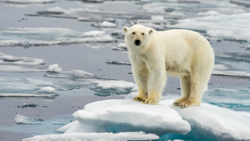 Arctic vs. Antarctic Cruises: Choosing Your Polar Trip