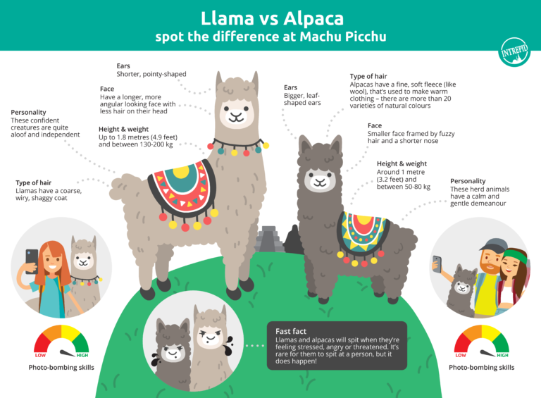 Llama vs Alpaca: Spot the Difference at Machu Picchu | Intrepid Travel Blog