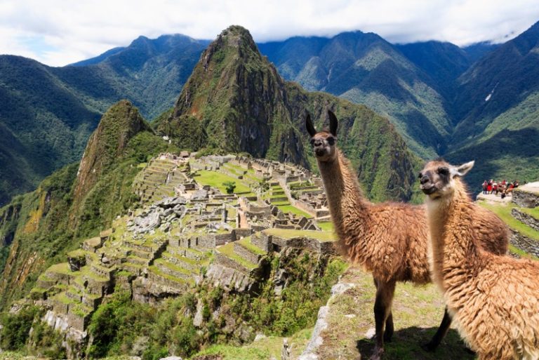 Llama vs Alpaca: Spot the Difference at Machu Picchu | Intrepid Travel Blog