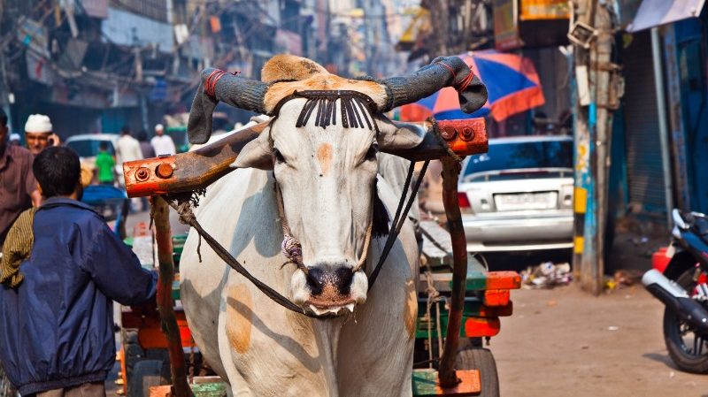 A sacred cow walks through Delhi, India