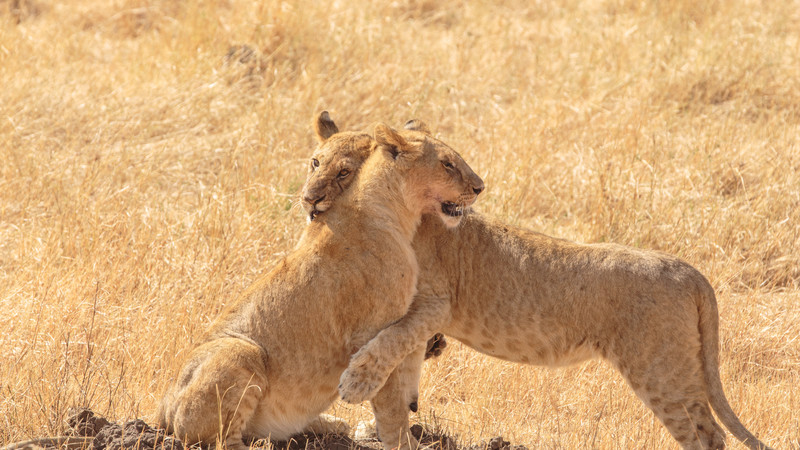 Two lions in Kenya