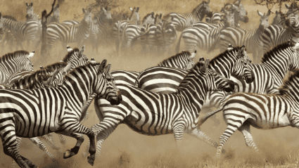 How To Choose Your Ideal African Safari Destination | Intrepid Travel Blog