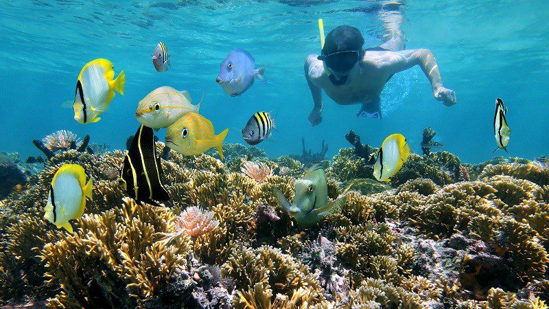 zonne Wederzijds Turbine Snorkelling in the Great Barrier Reef | Intrepid Travel Blog - The Journal