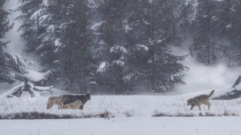 Wolf Tracking in Yellowstone: Everything You Need to Know | Intrepid ...