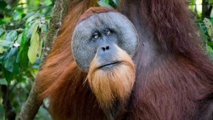 16 Animals That Have Better Beards Than You | Intrepid Travel Blog