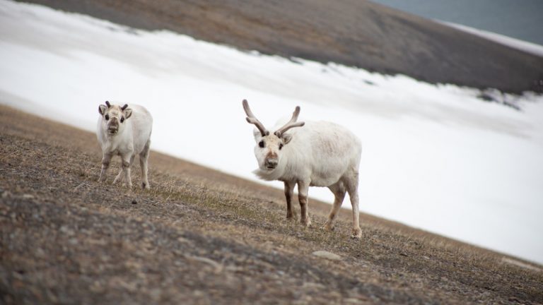 What To Expect On An Arctic Expedition | Intrepid Travel Blog