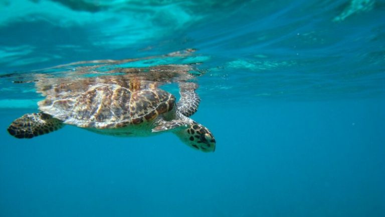 Your Guide to Seeing Sea Turtles in Costa Rica | Intrepid Travel Blog