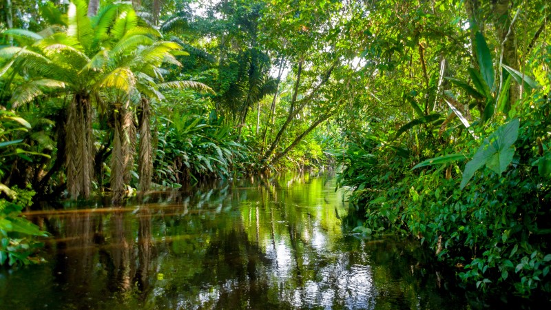 A submerged area of the Amazon in Ecuador