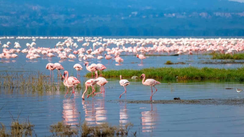 flamingos in lake nakuru on a Kenya safari
