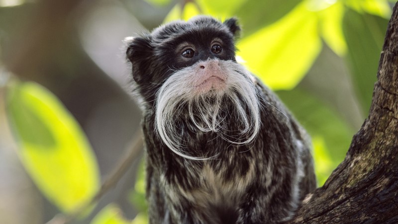 Tucked in a tree in the Amazon sits an emperor tamarin
