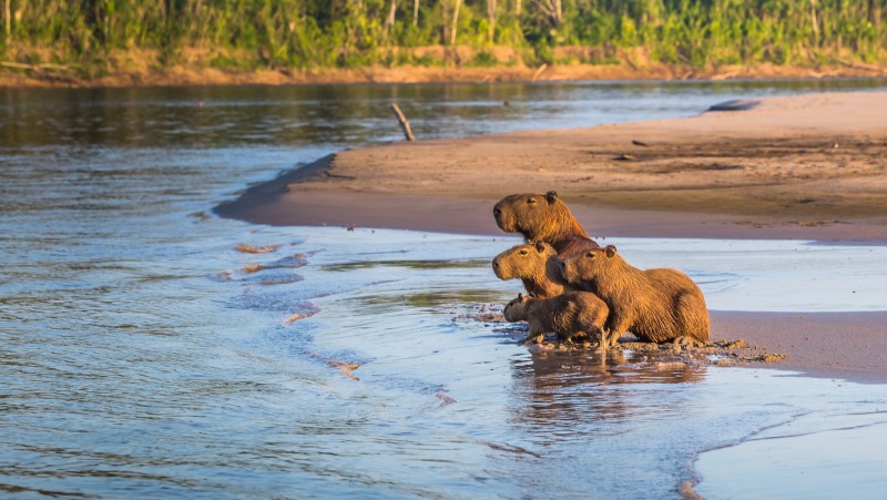 Capybara observed from afar in the Amazon