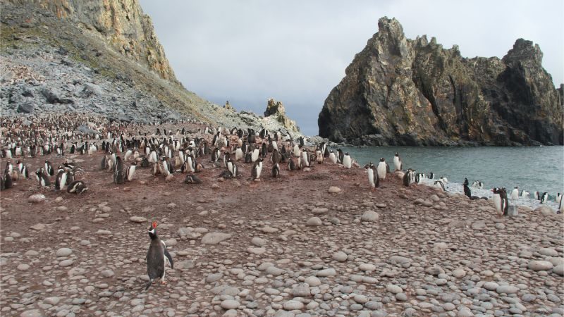 Hundreds of penguins at a rookery