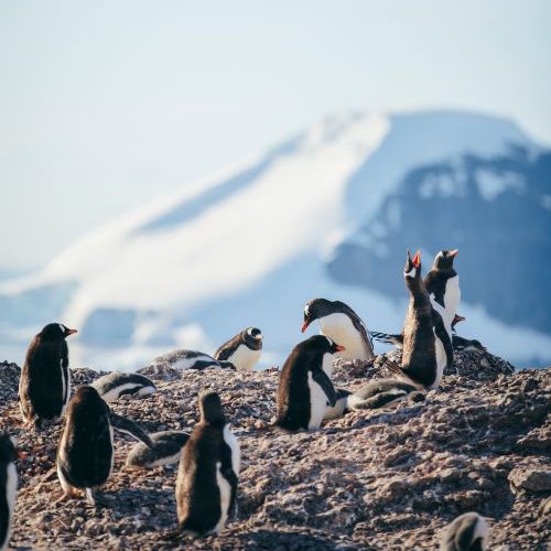 A group of penguins in Antarctica